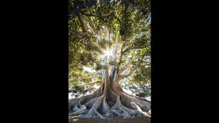 Sacred Gift Yoga Nidra
