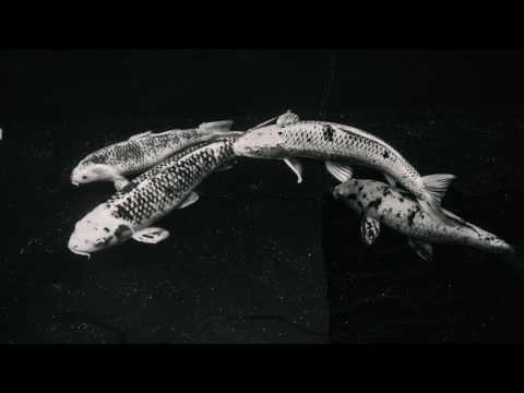 swindail - jussrite (feat. SACHI & naji)