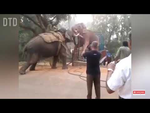 KUMKI ELEPHANT VS FOREST ELEPHANT |Abimanyu|