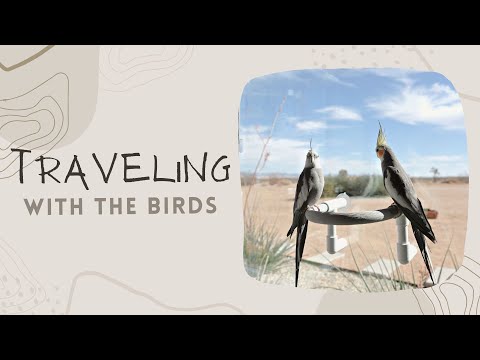 TRAVELING WITH BIRDS | Cockatiels