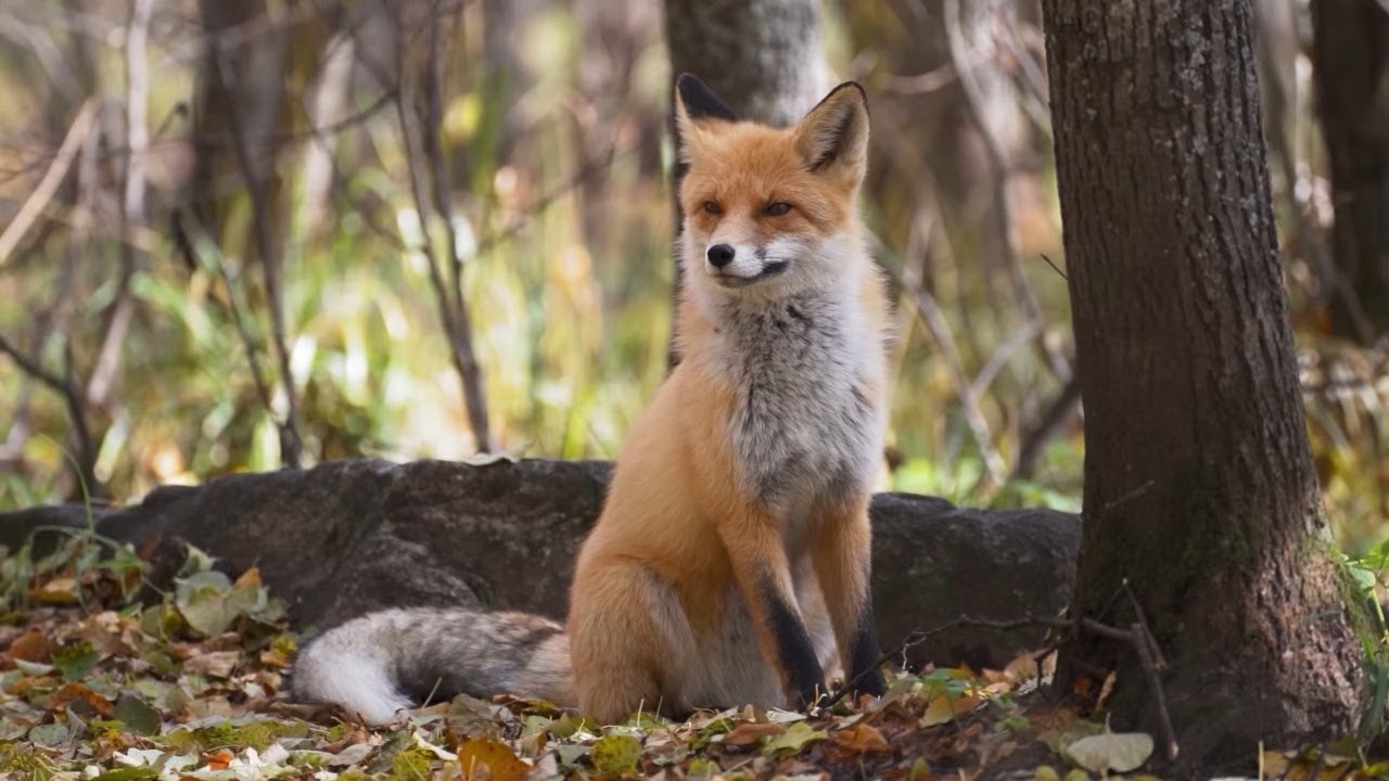 🌿 Celtic Forest Music • Relaxing Nature Sounds & Peaceful Animals