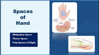 Spaces of Hand Anatomy | Midpalmar and Thenar Spaces| Pulp Space of Hand