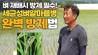 벼 농사 수확량에 치명타 세균성벼알마름병! 방제 방법 확실하게 알려드립니다