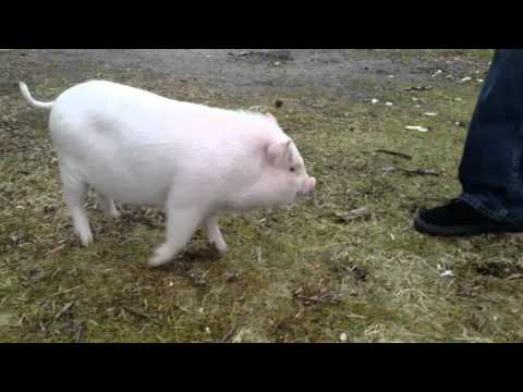 Piglet aggression