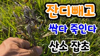 산소 잡초!  잔디 빼고 싹다 죽인다 대단한 제초제