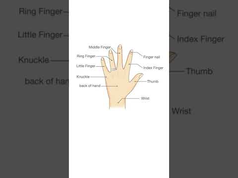 اسماء اصابع اليد بالانجليزي