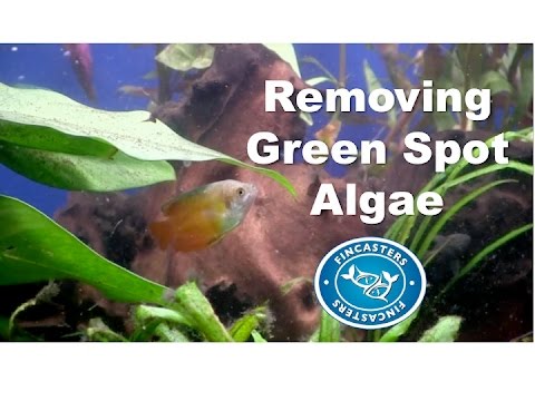 Removing Green Spot Algae Fincasters Episode 131