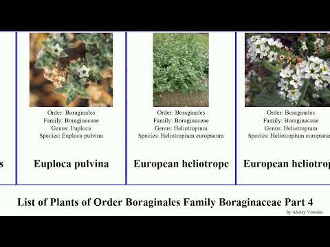 List of Plants of Order Boraginales Family Boraginaceae Part 4 ehretia heliotropium heliotrope