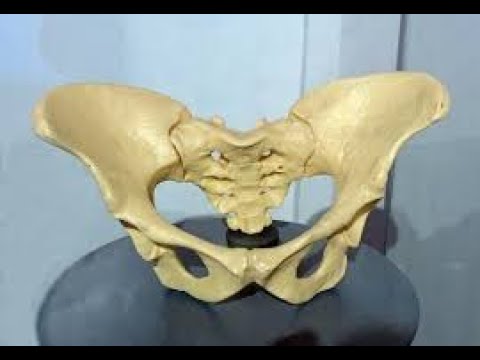 PELVIS Y HUESO COXAL
