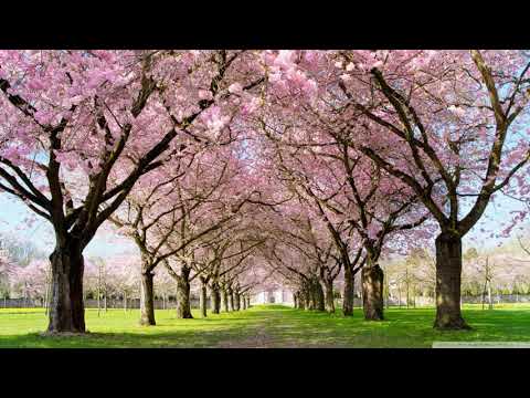 I believe in Springtime -John Rutter -  THE HILLSIDE SINGERS UK 1