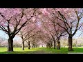I believe in Springtime -John Rutter -  THE HILLSIDE SINGERS UK 1