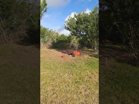 Long overdue front yard cleanup San Antonio. Rocha Uruguay