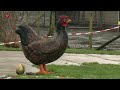 Bron vogelgriep Lelystad een raadsel voor kippenhouder