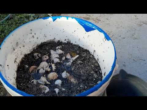 Najbolji način dezinfekcije bijelog luka prije sadnje