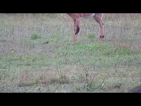 Djuma: Impala ram with Oxpeckers on it - 05:30 - 11/19/21