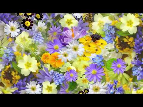 Daniel Hirtie - Fii slavit!