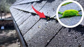 How to Clean Moss Off Your Roof