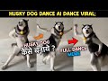 Husky Dog Dance Ai Dance Viral Husky Dog Dancing Meme Making Husky Dance Trend