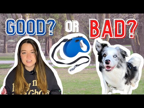 Let's Talk About Flexi Leashes… (Retractable Leashes - Are They So Bad?)