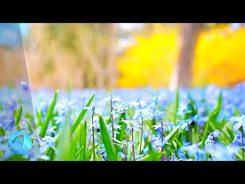 Muzică de Relaxare Antistres - Echilibrează Întregul Organism și Reduce Oboseala