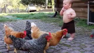Download lagu funny chicken videos mp3 Download lagu funny chicken videos mp3