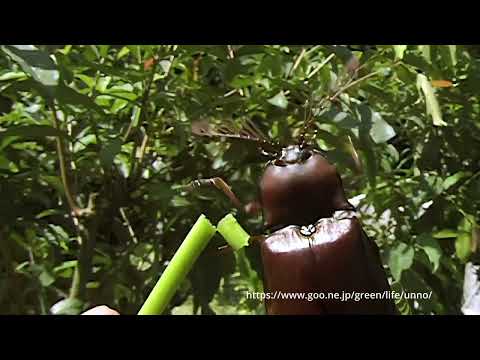 ミナミオオヒゲコメツキ