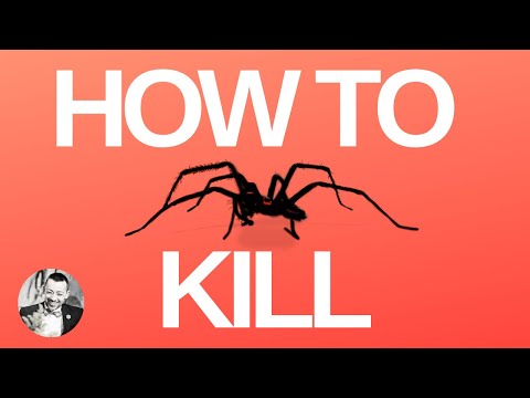 How to Kill A Spider with 2 Everyday Household Items - Marshall Edgar
