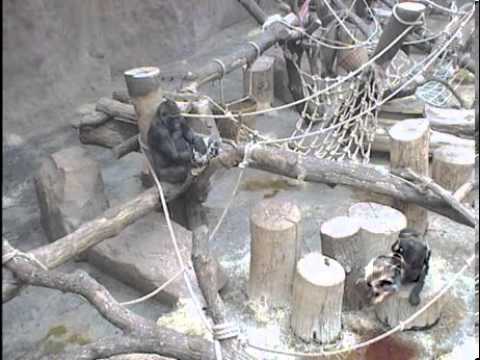 2013 06 02 08h51m Kibi, ...gymnasta s košíkem. 4'07''