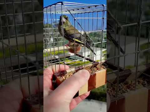 Verdun #greenfinch #singing 🌟 DAMBO 🌟#2024 💎🤙🏼🚀🚀🚀💚💚💚