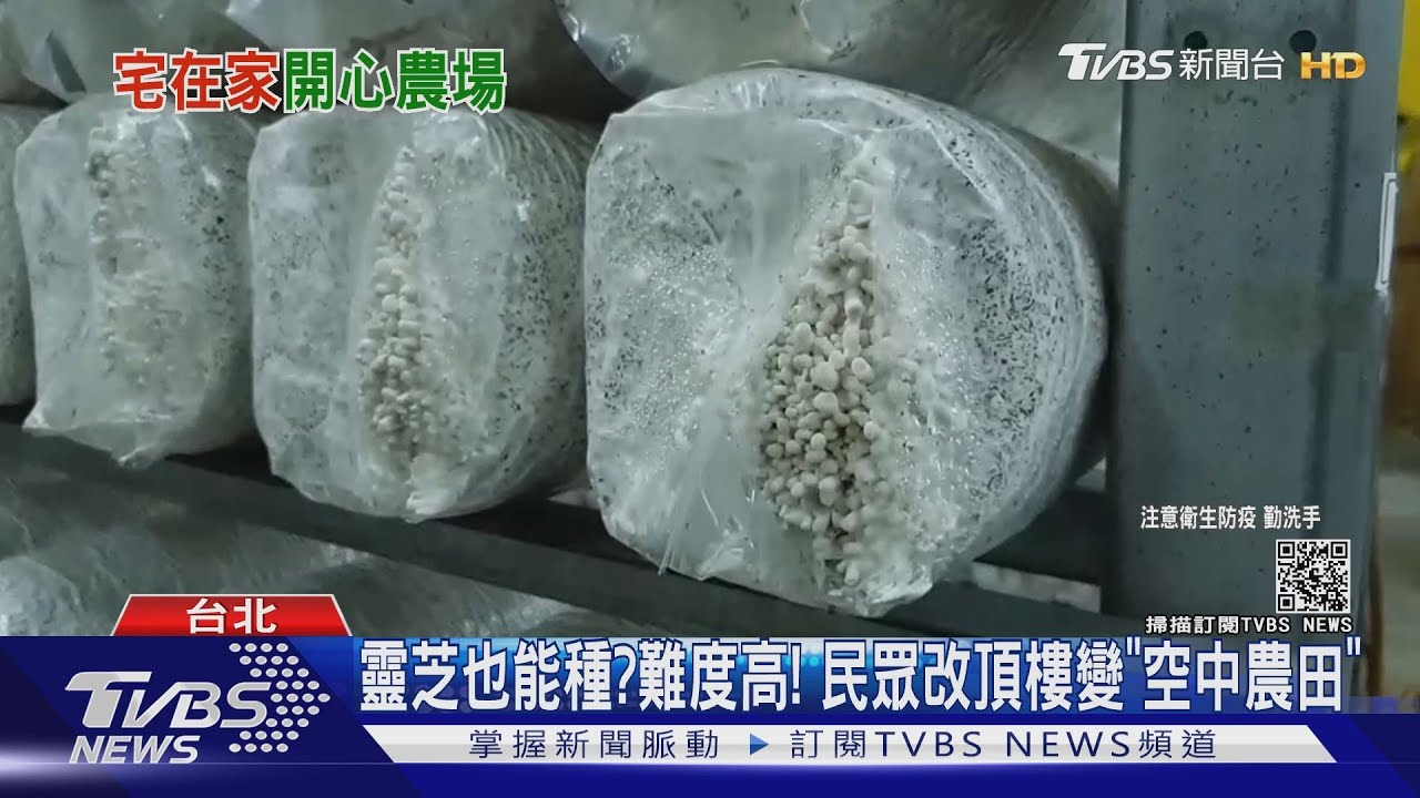 宅家當農夫! 太空包種「珊瑚菇、靈芝」頂樓變花園