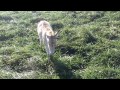 Persian Onagers Close Up