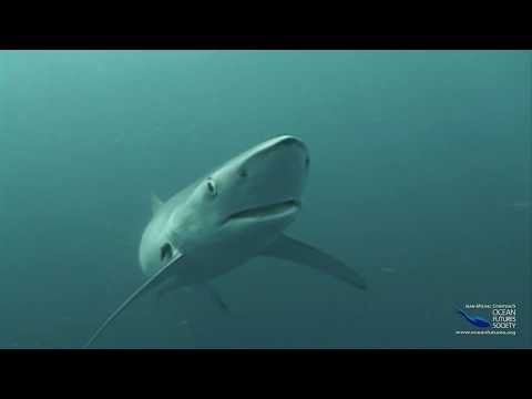 SeaScope 51 Q&A No Bones