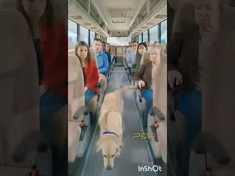 brave dog clap and salute