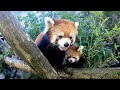 Red Panda Cub Explores And Climbs With Mom