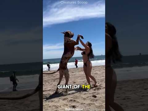 Meet the Great Dane: A Gentle Giant of the Dog World!