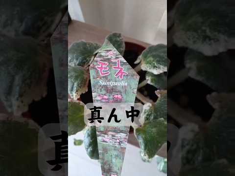 なぜバラの根元にニンニクを入れるのか 庭の抗真菌効果