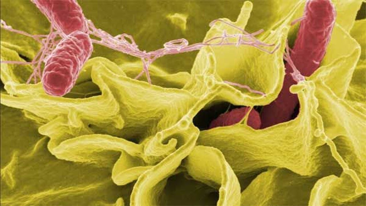 CDC report shows 40% of foodborne illnesses linked to sick employees