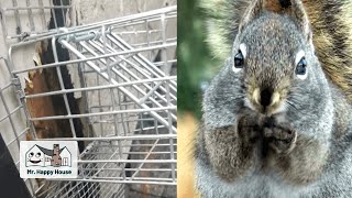 How to Deter Squirrels from House Roof: Stop Squirrels from Getting in Your Home - Mr. Happy House