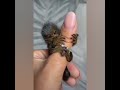 Tiny newborn baby marmoset monkey clinging to human's thumb!