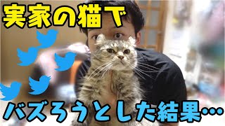 猫に常にカメラを回しておけばバズる動画が撮れるんじゃない？検証【VLOG】