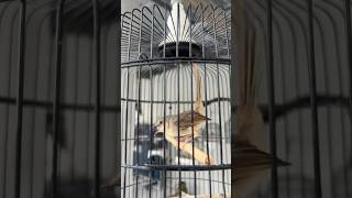 Download lagu Ciblek gunung vs ciblek kristal gacor semua pakan voer ciblek gacormaxx mp3