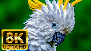 PULSE OF THE WILD 8K (60FPS) ULTRA HD – Where Nature Breathes, Roars, and Lives 🐾🌍