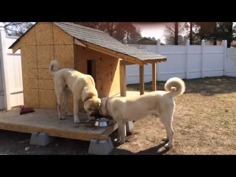 download lagu mp3 mp4 Malakli Breeders Usa, download lagu Malakli Breeders Usa gratis, unduh video klip Malakli Breeders Usa