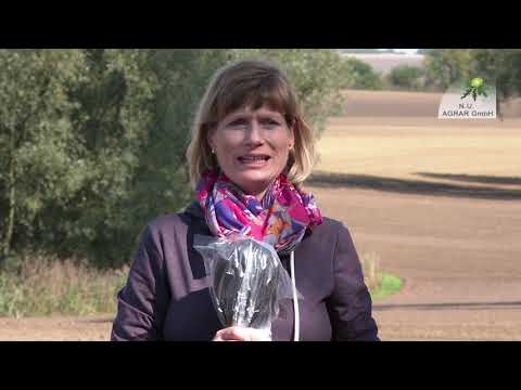 173.Feldexkursion: Getreideherbizide unter trockenen Bodenbedingungen - NU Agrar, 23.09.2020