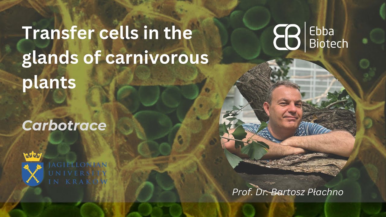 Transfer cells in the glands of carnivorous plants
