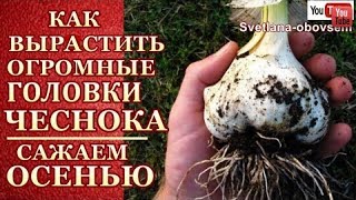 САЖАЕМ ЧЕСНОК ЦЕЛЫМИ ГОЛОВКАМИ и ЗУБКАМИ.ГОЛОВКИ ВЫРАСТУТ ОГРОМНЫЕ ,ЕСЛИ ТАК САЖАТЬ ЧЕСНОК.