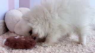 ポメラニアンの動画01