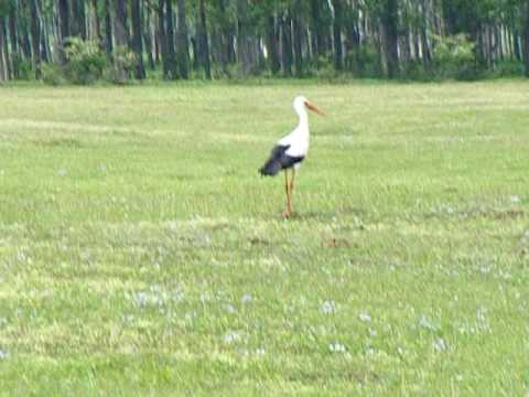 Barza - La Simionesti