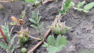 PUNCTURE VINE (Tribulus terrestris)