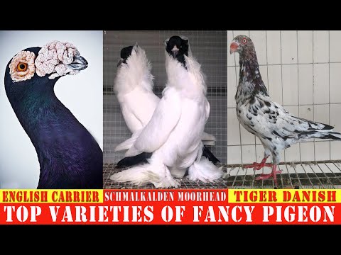, title : 'Top Varieties Of Fancy Pigeon #21'